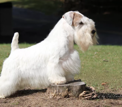 working terrier, Sealyham Terrier,J.M. Marples,  Sir Jocelyn Lucas,