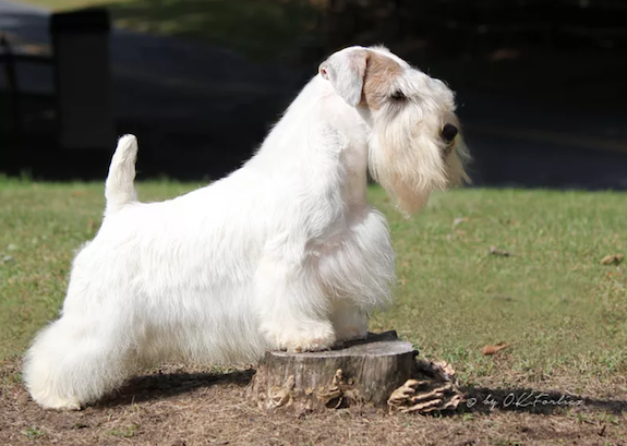 working terrier, Sealyham Terrier,J.M. Marples,  Sir Jocelyn Lucas,