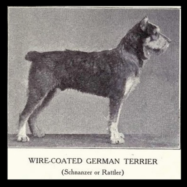 Standard Schnauzer, Wire Haired Pinscher, Norwood Victor,