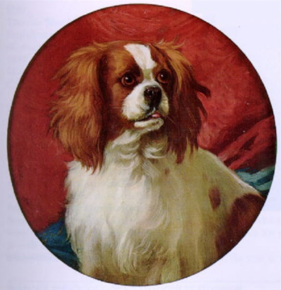 English Toy Spaniel,John Churchill, King Charles Cavalier, Blenheim,color, Cavalier King Charles Spaniel