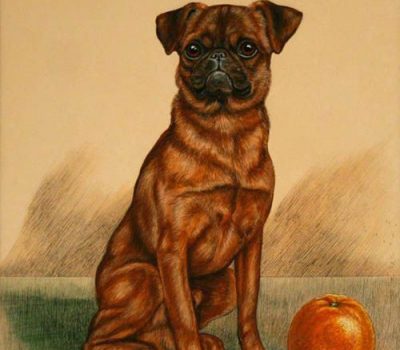 Brussels Griffon,La Brabonconne,smooth-coated Brussels Griffon