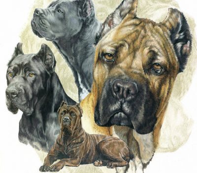 Cane Corso, Dogo di Puglia,Cane Corso Italiano, Cane da Corso, Cane da Camera,Cane da Corte