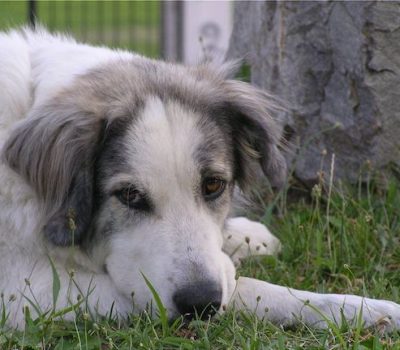 Greek Shepherd, custom, scarring, ears, superstition,Olympus Dog, Greek Shepherd, Hellenikos Poimenikos