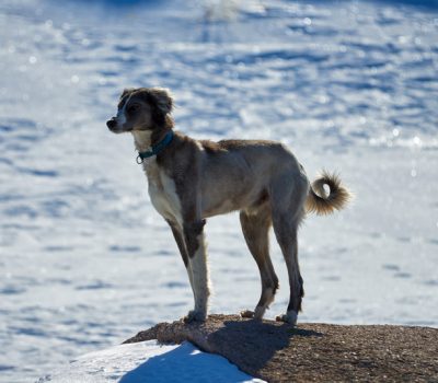 Tazi, tail, twisted tail