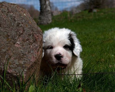 Aragonese Mastiff,Pyrenean Mastiff,Mostin,Mostín, Mostín d’Aragón