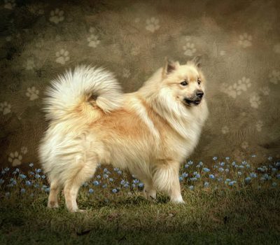 Icelandic Sheepdog, Ísländshunden, Fårehund, Friaar-Hound,names, Íslenskur fjárhundur, Iceland Dog, Icelandic Spitz, Friaar, Fiaarhundur