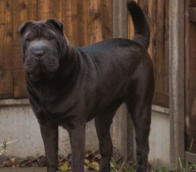 Shar-Pei, Chinese Shar Pei, fighting dog