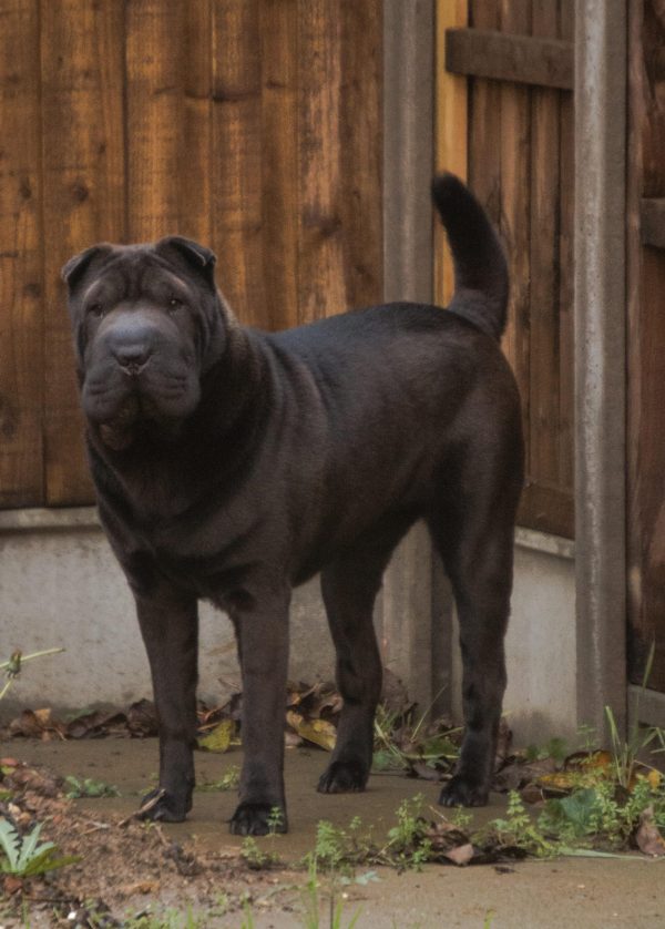 Shar-Pei, Chinese Shar Pei, fighting dog