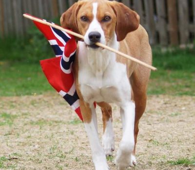 Hygenhund,Hans Fredrik Hygen,hunting dog