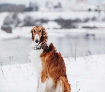 Borzoi, Russian Wolfhound, hunt, Rita Lozhkina,Woodbrook Hunt Club,Grand Duke, Perchino,Joseph B. Thomas