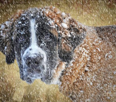 Saint Bernard,coat,Great St. Bernard Hospice,Stockhaar,Dr. E. Schmid