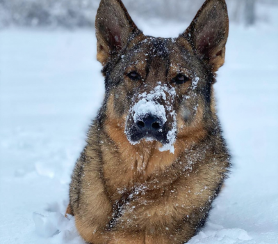 German Shepherd Dog, K9, police dog, Sonny, Clinton Connecticut Police Department,