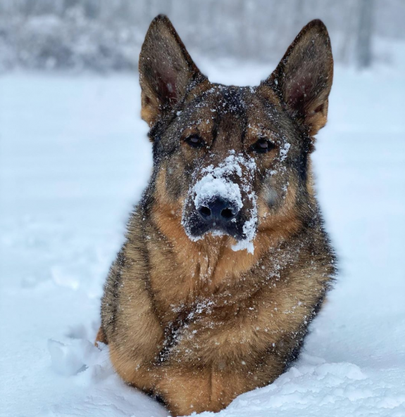 German Shepherd Dog, K9, police dog, Sonny, Clinton Connecticut Police Department,