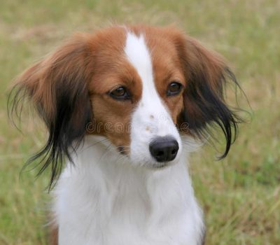 Nederlandse Kooikerhondje, color, standard