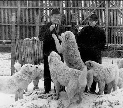 Kuvasz, Antal Kovács