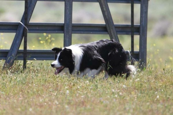 Border Collie, structure, crouch