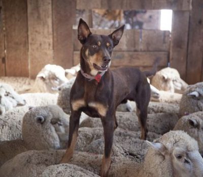 Australian Kelpie, rear, conformation