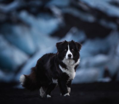 Border Collie, crouch, structure