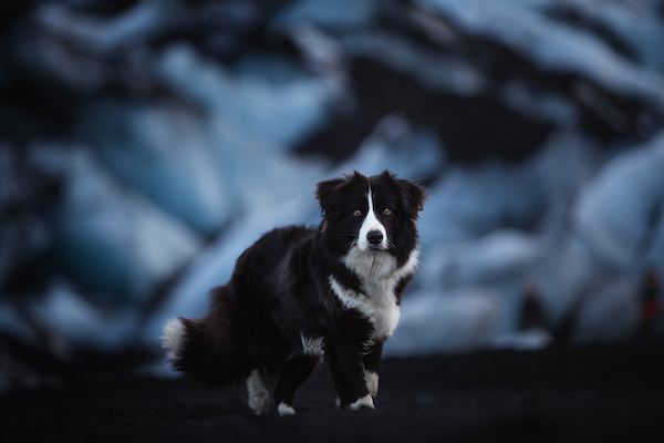 Border Collie, crouch, structure
