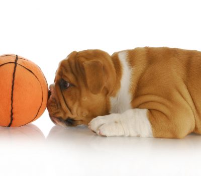 Bulldog, mascot,March Madness, basketball, Gonzaga, Georgetown