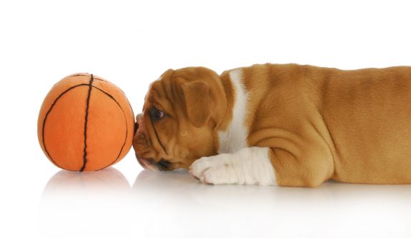Bulldog, mascot,March Madness, basketball, Gonzaga, Georgetown