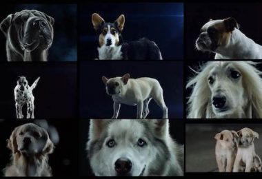 Save the World, Greyound,commercial, advertising,Swedish House Mafia