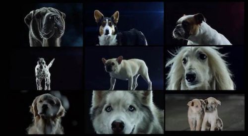 Save the World, Greyound,commercial, advertising,Swedish House Mafia