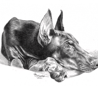 Warlock, Doberman Pinscher,Am/Can/Cuban Ch. Borong the Warlock, CD,breeders