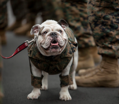 Bulldog, mascot, Marine Corp, Opha May Johnson