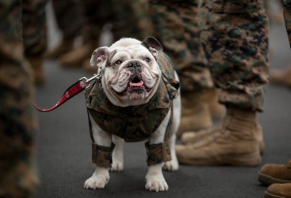Bulldog, mascot, Marine Corp, Opha May Johnson