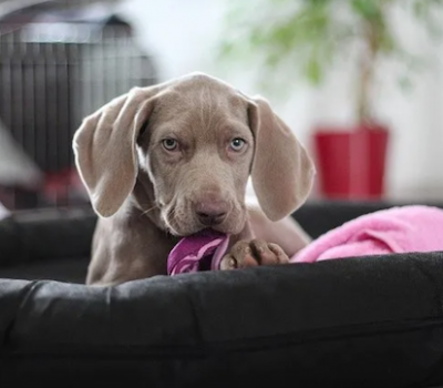 nooking, weimaraner