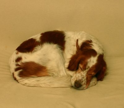 Irish Red and White Setter,vulnerable breed, Otterhound