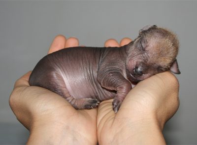 Xoloitzcuintli,Father Bernardino de Sahagun,Chichi, Itzcuintli, Xochoiocoyotl, Teuitzotli, Tetlamin