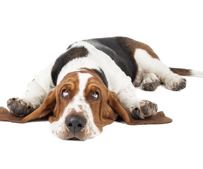 Basset hound, bone, bark