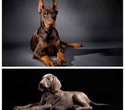 cowlick, Doberman Pinscher,Weimaraner, hair