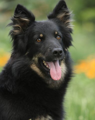 Bohemian Shepherd,Czech Sheepdog, Chodenhund, Chodsky Pes, Bohemian Herder,Dr. Vilem Kurz,Mr. Jan Findejs