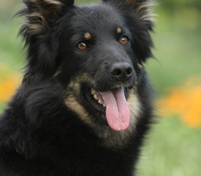 Bohemian Shepherd,Czech Sheepdog, Chodenhund, Chodsky Pes, Bohemian Herder,Dr. Vilem Kurz,Mr. Jan Findejs