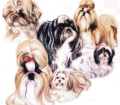 Shih Tzu,name,Tibetan Shih Tzu Kou, name, shih-tzu kou,Xi Shi Quan, The Four Beauties, Wang Zhaojuen, Diaochan, Yang Guifei,