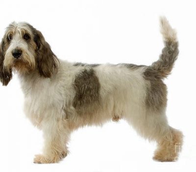 Grand Basset Griffon Vendéen, European Cup 