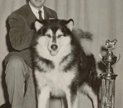 Alaskan Malamute,Kotzebue, M'Loot, Hinman-Irwin, Dave Irwin, Chinook Kennel, Robert Zoller, Husky-Pak Kennel,Paul Voelker