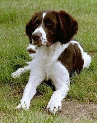 Drentsche Patrijshond, Drentsche Partridge Dog 