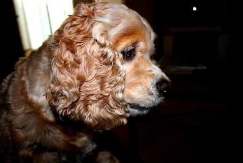 Grooming an American Cocker Spaniel's Head