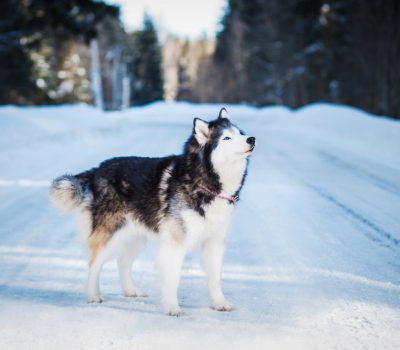 sledge dog, travois, Alaskan Malamute, weight pull