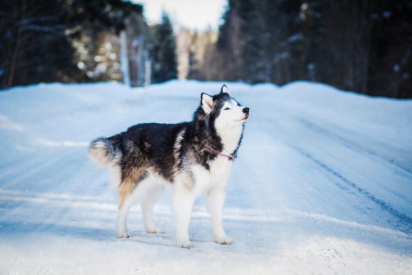 sledge dog, travois, Alaskan Malamute, weight pull