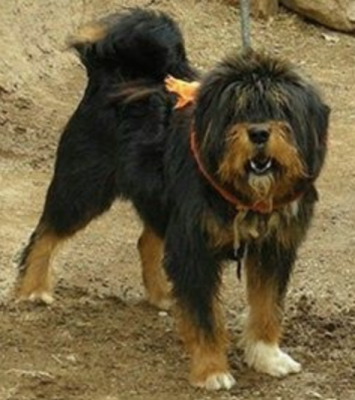 Tibetan Kyi Apso, Tibetan Mastiff,Tibetan Bearded Dog