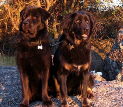 Tibetan Shakhi Dog