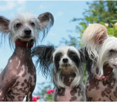 Chinese Crested Hairless, hairy hairless