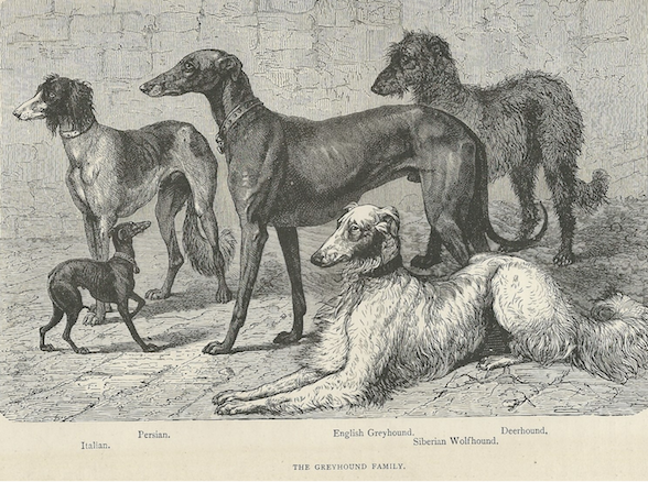 Borzoi, Barzoï,Russian Hunting Sighthound, Russkaya psovaya borzaya, Siberian Wolfhound, Russkaya Psovaya Borzaya, Russian Greyhound 