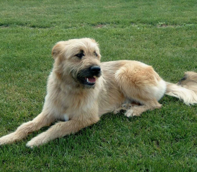 Pastor Vasco, Basque Shepherd Dog, Perro de Pastor Vasco,Basque Herder, Euskal Artzain Txakurra