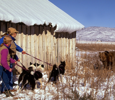 Karelian Bear Dog, Laika